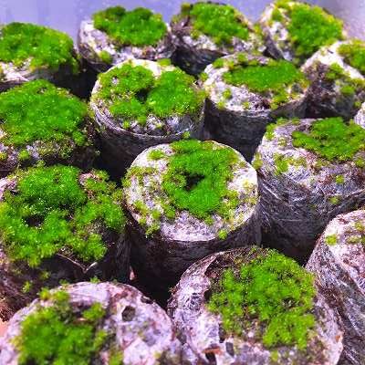 Platycerium madagascariense／プラティケリウム・マダガスカリエンセ