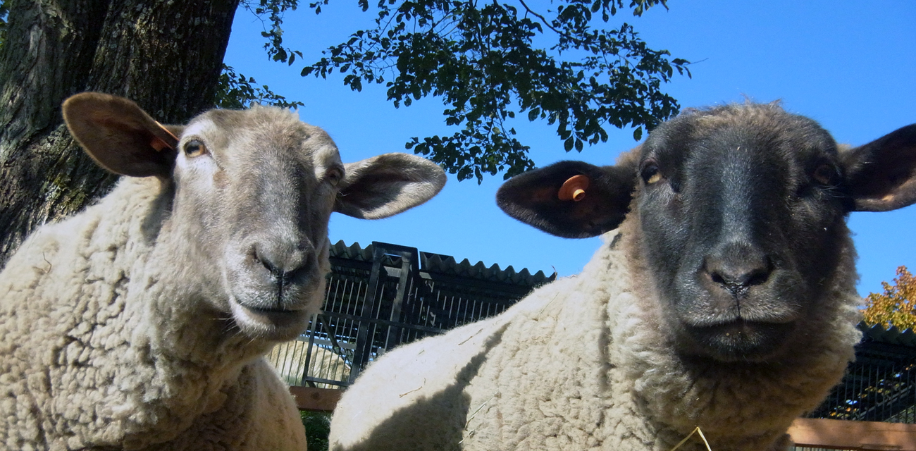 ヒツジ｜おびひろ動物園探検隊