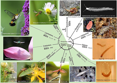 進化の目で見る生き物たち｜科学バー