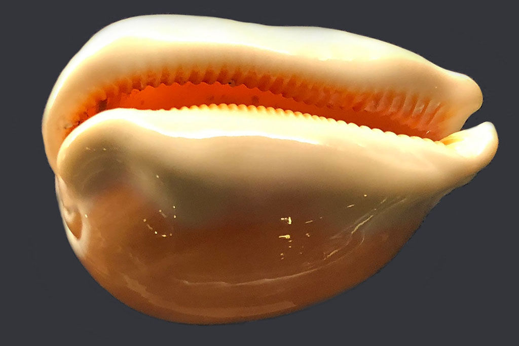 ナンヨウダカラ | 貝の図鑑