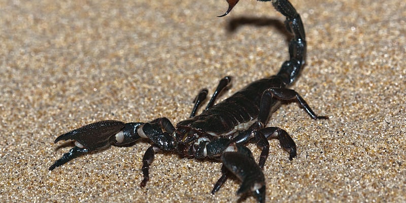 ダイオウサソリのご紹介 - 怪虫堂