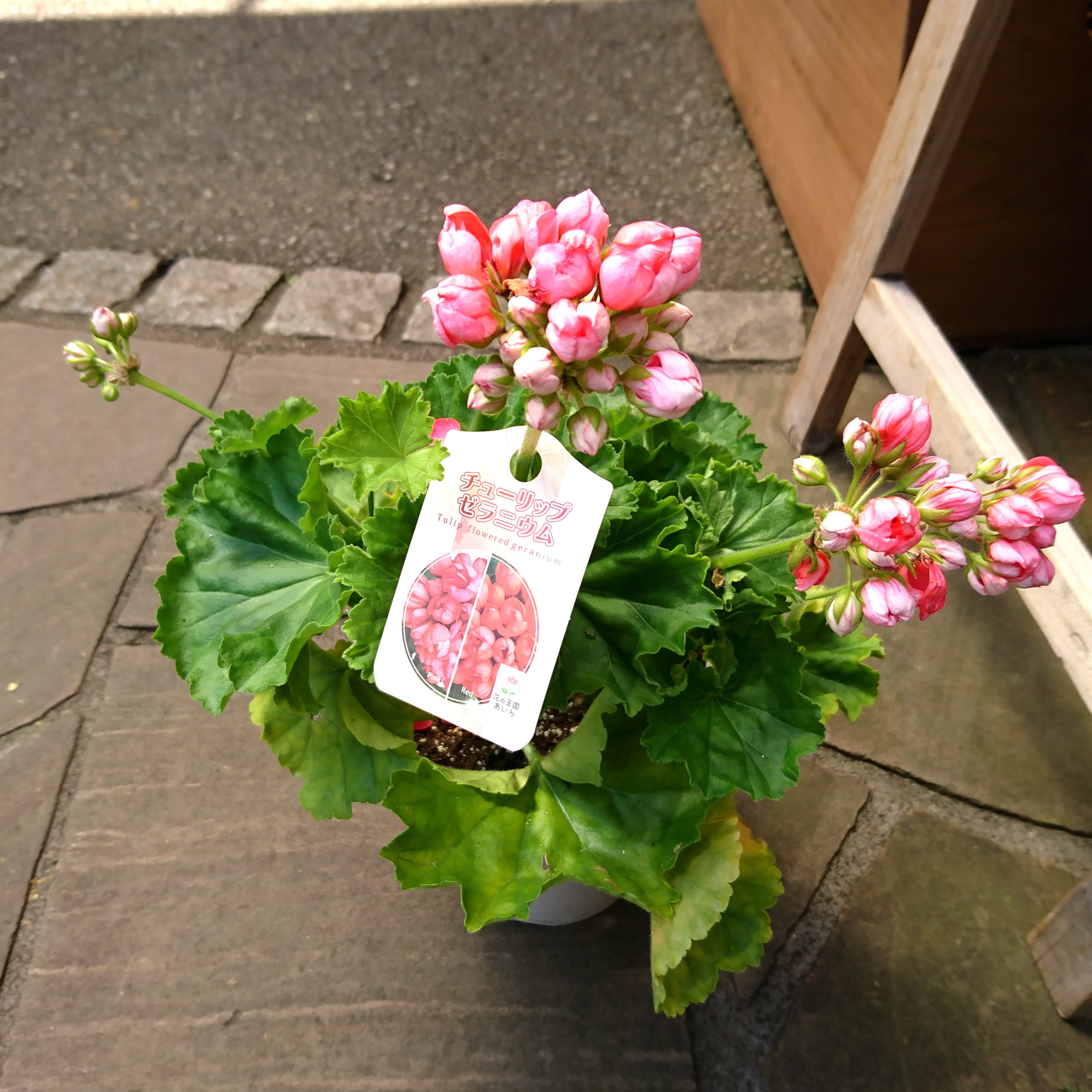 珍しい品種のチューリップゼラニウム – 福井のフラワーショップ「開花園」