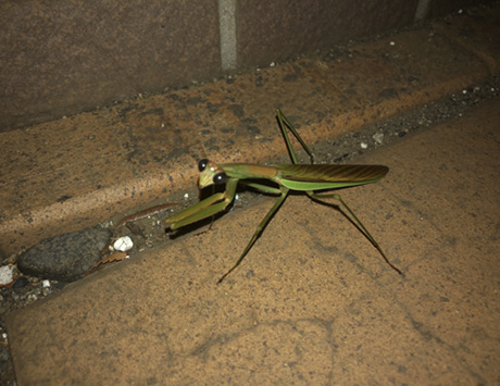 僕の大好きなカマキリ 〜その1 見分け方〜 - Kaisei web | 偕成社の