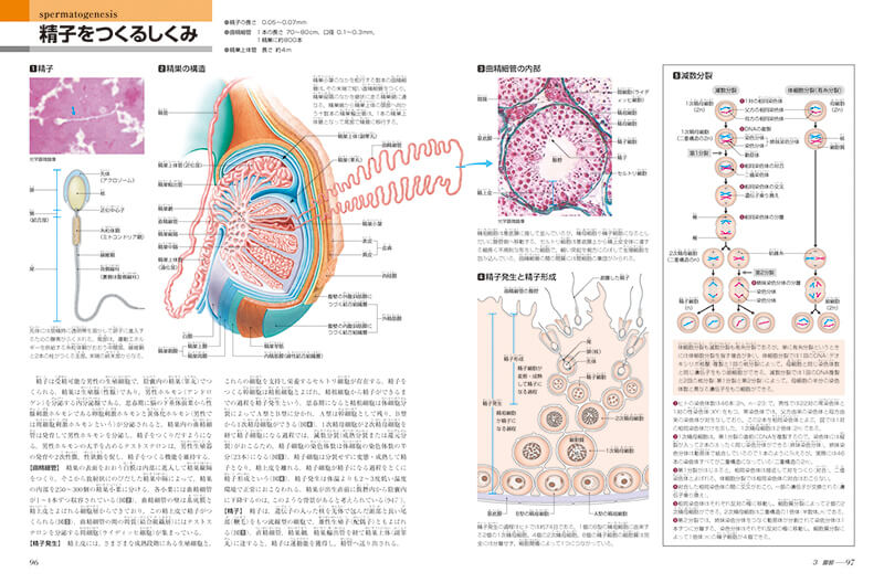 新版からだの地図帳｜The Atlas of the Human Body｜講談社