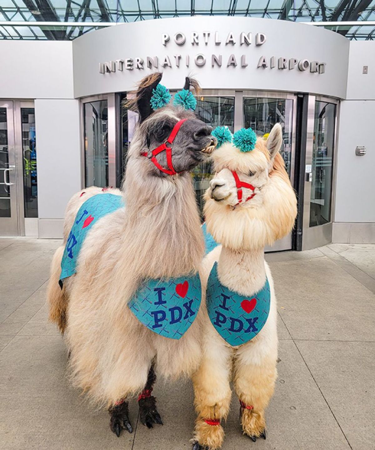 空港で旅行者を癒すセラピーアニマル、オレゴン州ではラマとアルパカが