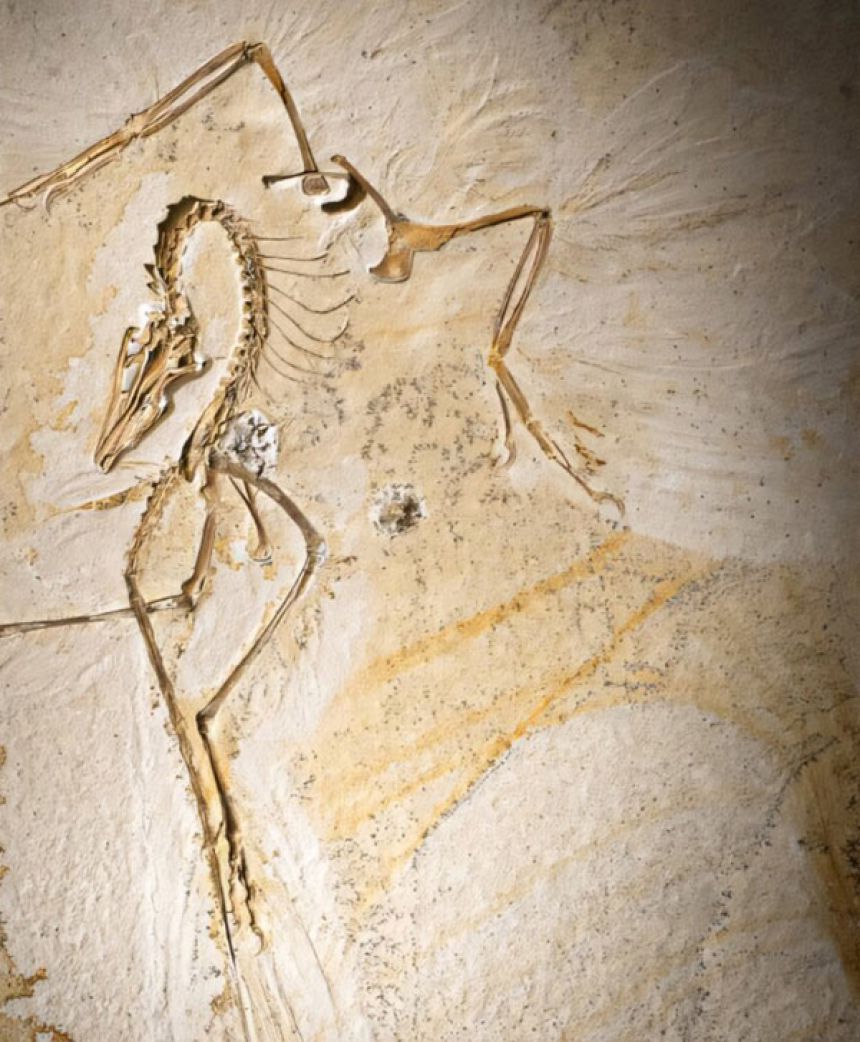 やっぱり飛べた！羽毛恐竜「始祖鳥」の化石から飛ぶために必要な羽の