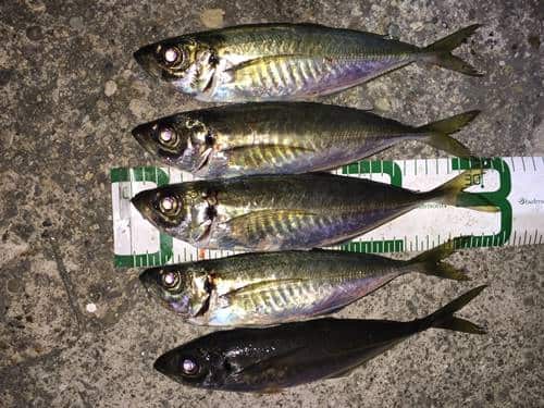 ブルーカレントⅢ74】アジング初心者こそ選ぶべき入門万能ロッド