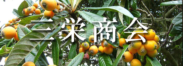 三栄商会のびわの葉エキス、びわ温灸療法、枇杷の葉エキス、ビワ温灸