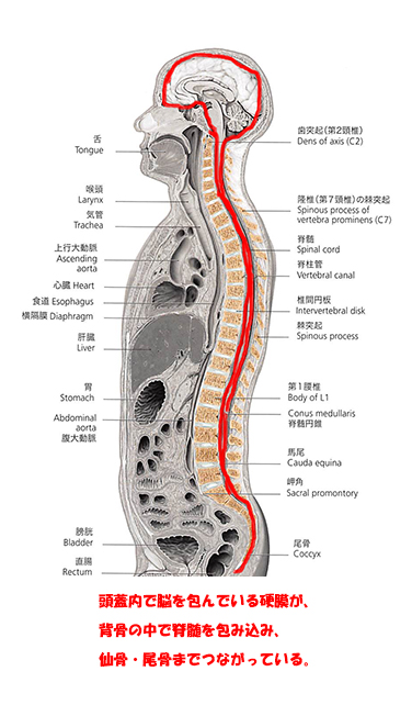 頭蓋仙骨療法について。｜名古屋のオステオパシー専門院 健和トータルケア