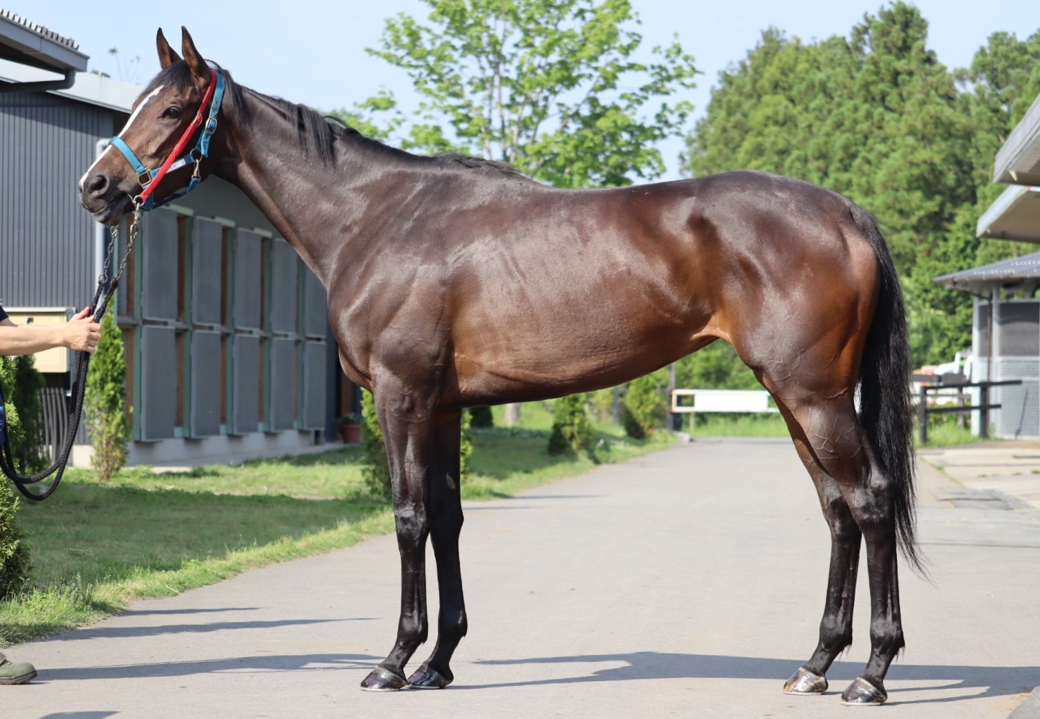 ラウダーテ Laudate 牝 3歳 ※中央競馬 登録抹消 | サラブレッド