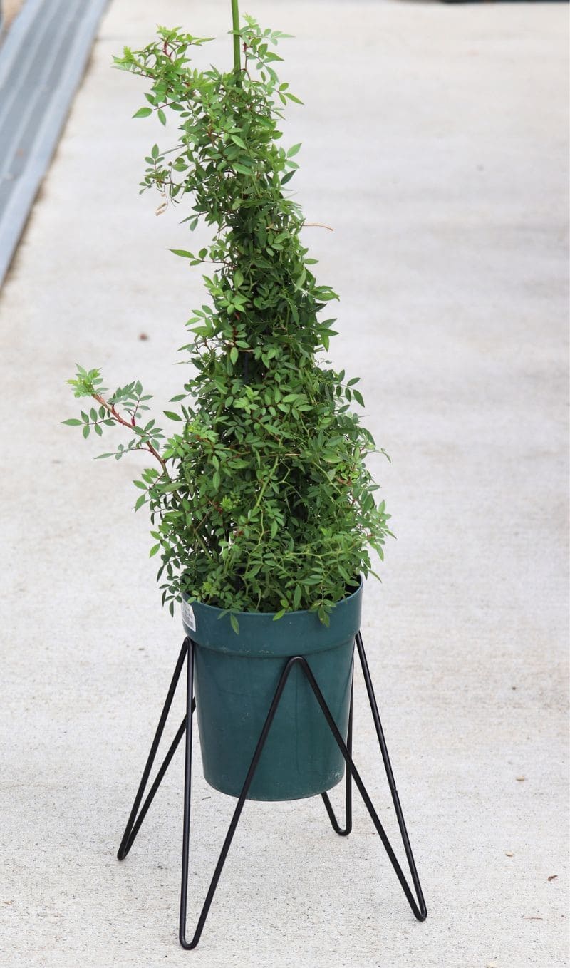 10号用鉢スタンドマジックスクエアスタンド｜バラと庭あそび京阪園芸