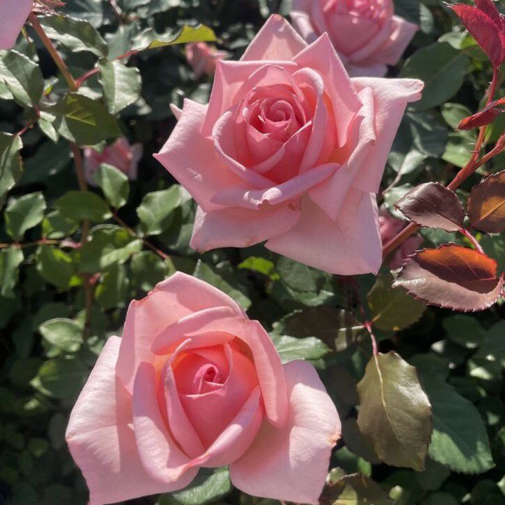 ひととき]秋苗｜バラと庭あそび京阪園芸公式ショップ