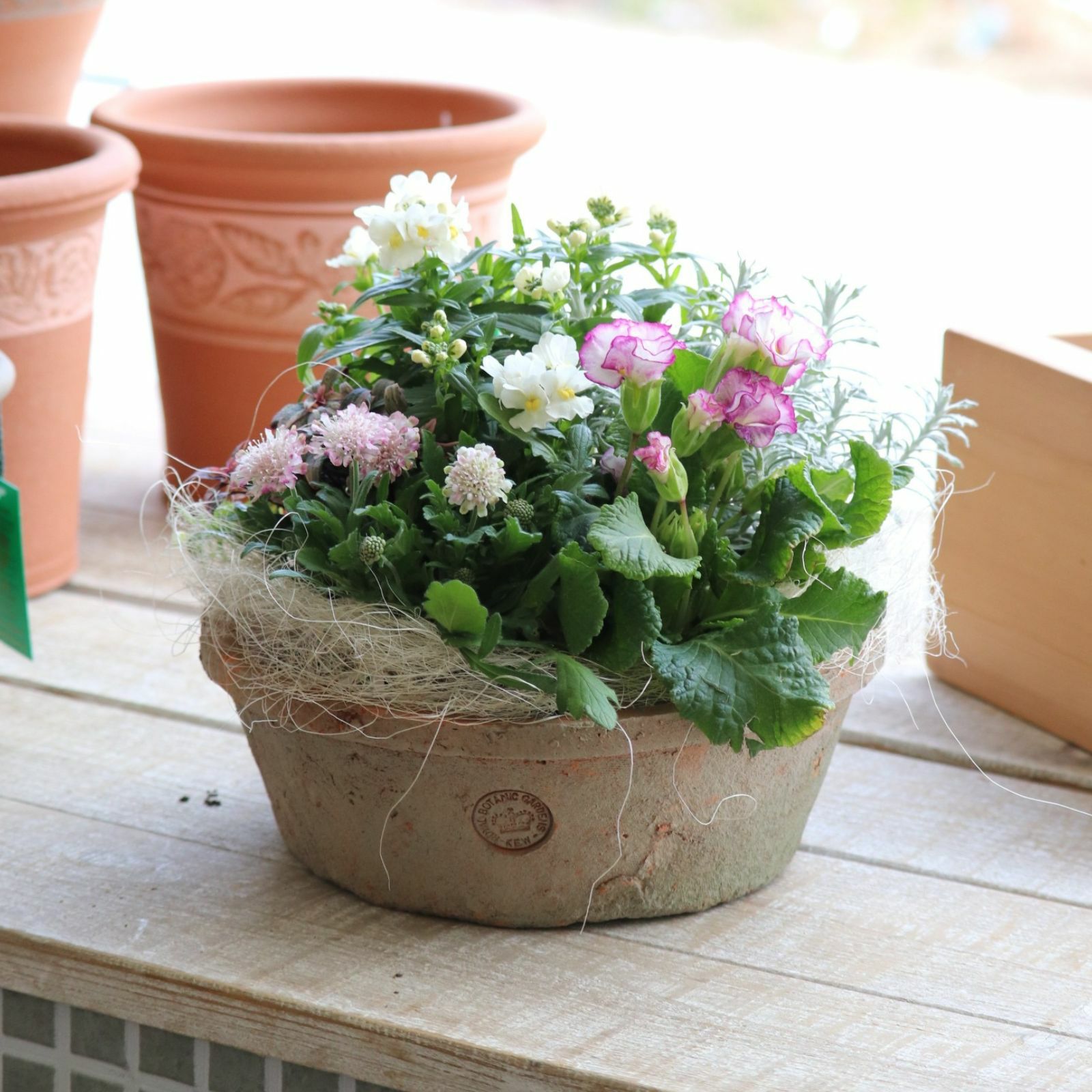 HGCピンクフロスト]クリスマスローズ苗(2510ch) | バラと庭あそび京阪