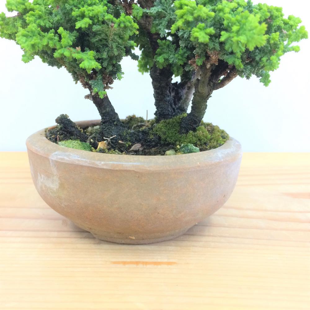 盆栽 石化桧/盆栽、多肉植物、塊根植物、観葉植物通販/KIDORI -キドリ-