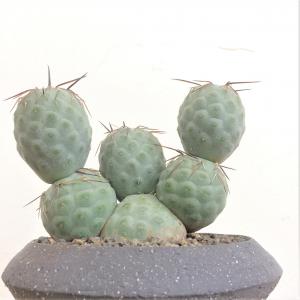 B219多頭小型 緑色 球状サボテンテフロカクタス ゲオメトリクス（13頭