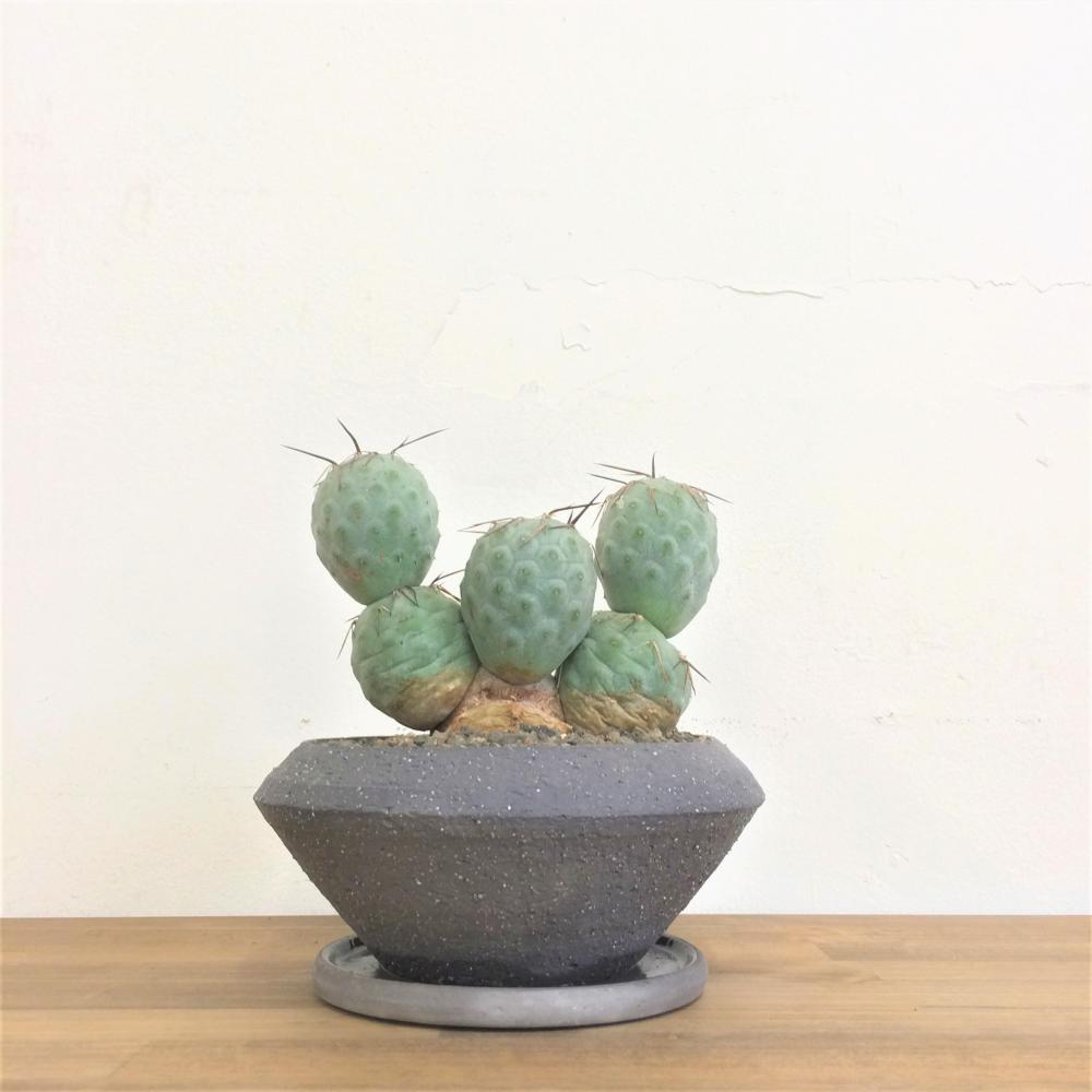 テフロカクタス ゲオメトリクス/盆栽、多肉植物、塊根植物、観葉植物
