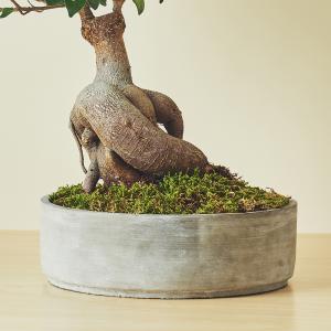 ガジュマルL/盆栽、多肉植物、塊根植物、観葉植物通販/KIDORI -キドリ-