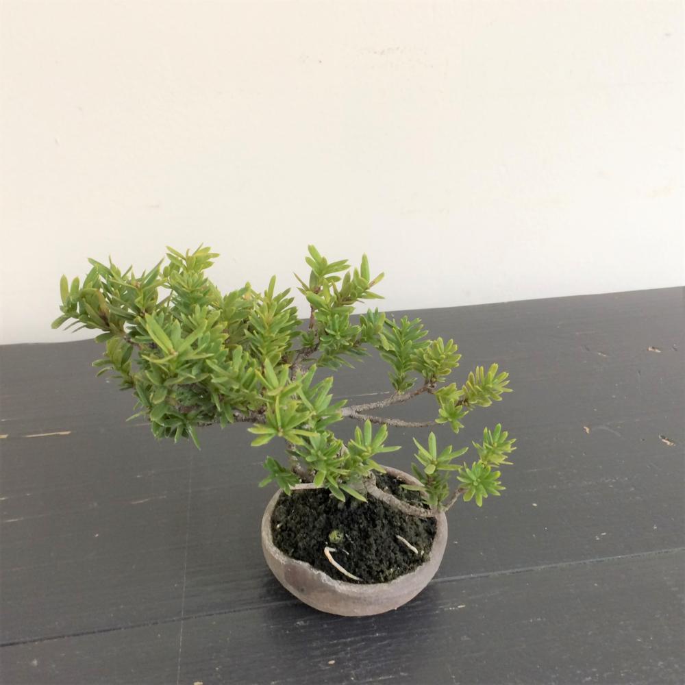 盆栽 一位 -イチイ-/盆栽、多肉植物、塊根植物、観葉植物通販/KIDORI