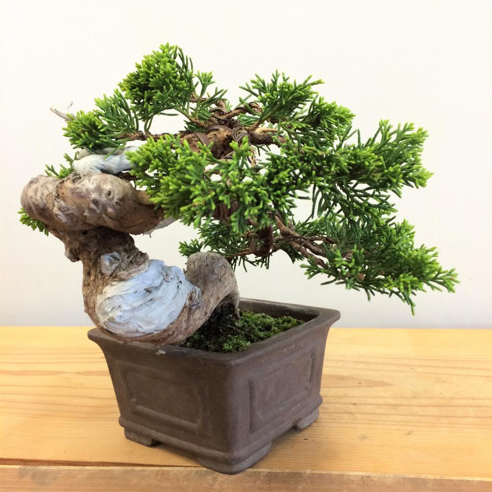 真柏・シンパク no.4/盆栽、多肉植物、塊根植物、観葉植物通販/KIDORI