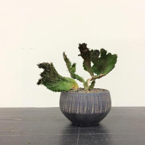 塊根植物・コーデックス/盆栽、多肉植物、塊根植物、観葉植物通販