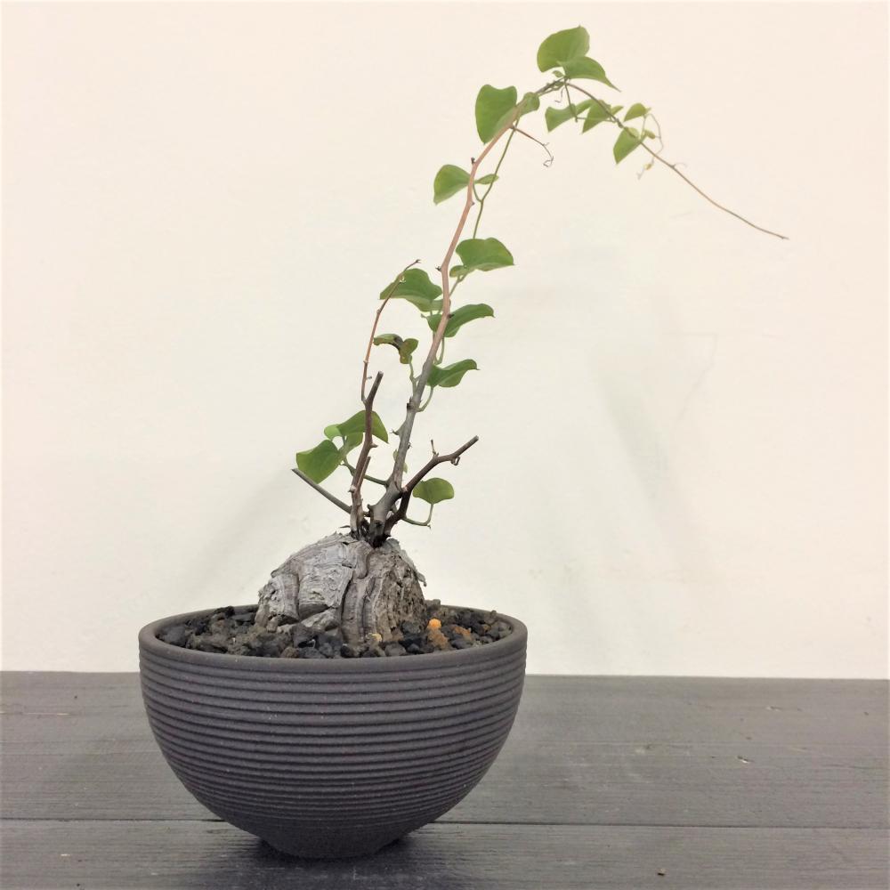 亀甲竜 -ディオスコレア-/盆栽、多肉植物、塊根植物、観葉植物通販