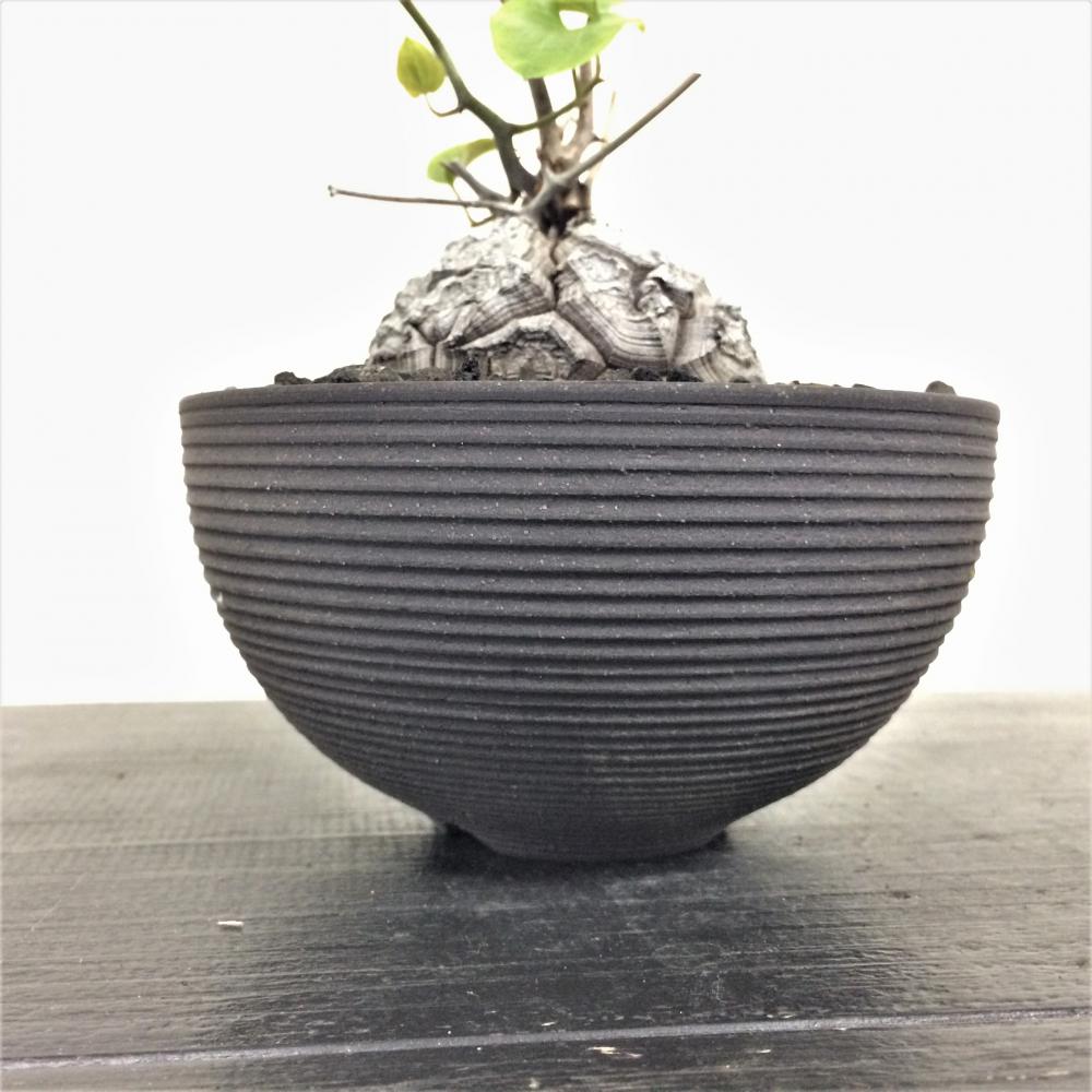 亀甲竜 -ディオスコレア-/盆栽、多肉植物、塊根植物、観葉植物通販