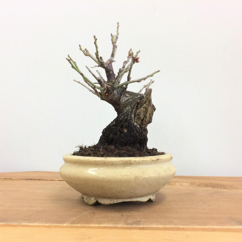 盆栽 野梅 -ヤバイ-/盆栽、多肉植物、塊根植物、観葉植物通販/KIDORI