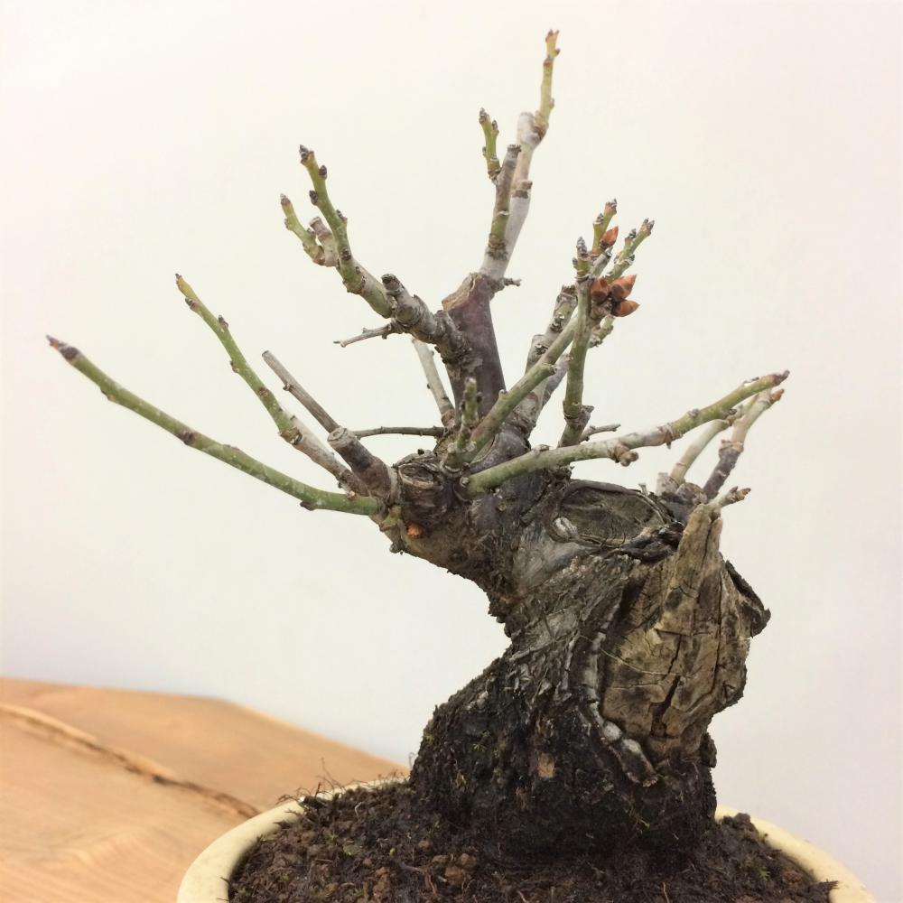 盆栽 野梅 -ヤバイ-/盆栽、多肉植物、塊根植物、観葉植物通販/KIDORI