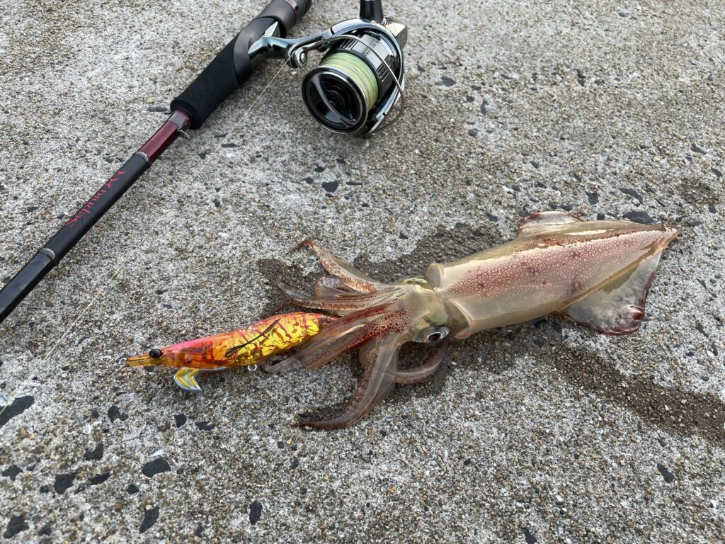 ロッドインプレ】セフィアXRで初心者が春イカ釣ってみた