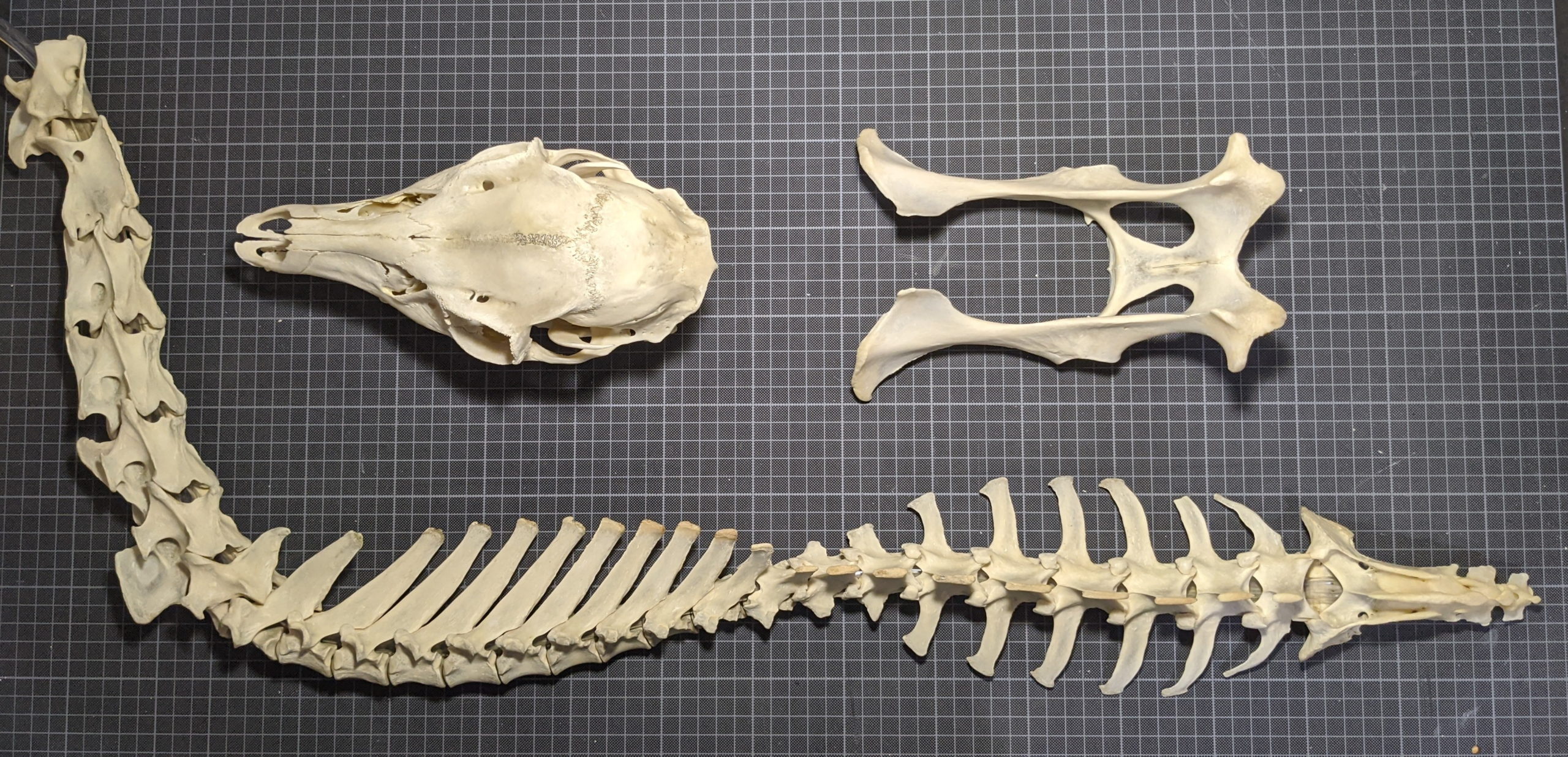 鹿の骨格 その7 脊椎(背骨)編 | 気まぐれハンター日記