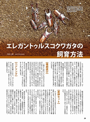 ビークワ54号（BE・KUWA） 世界のコクワガタ大特集!!