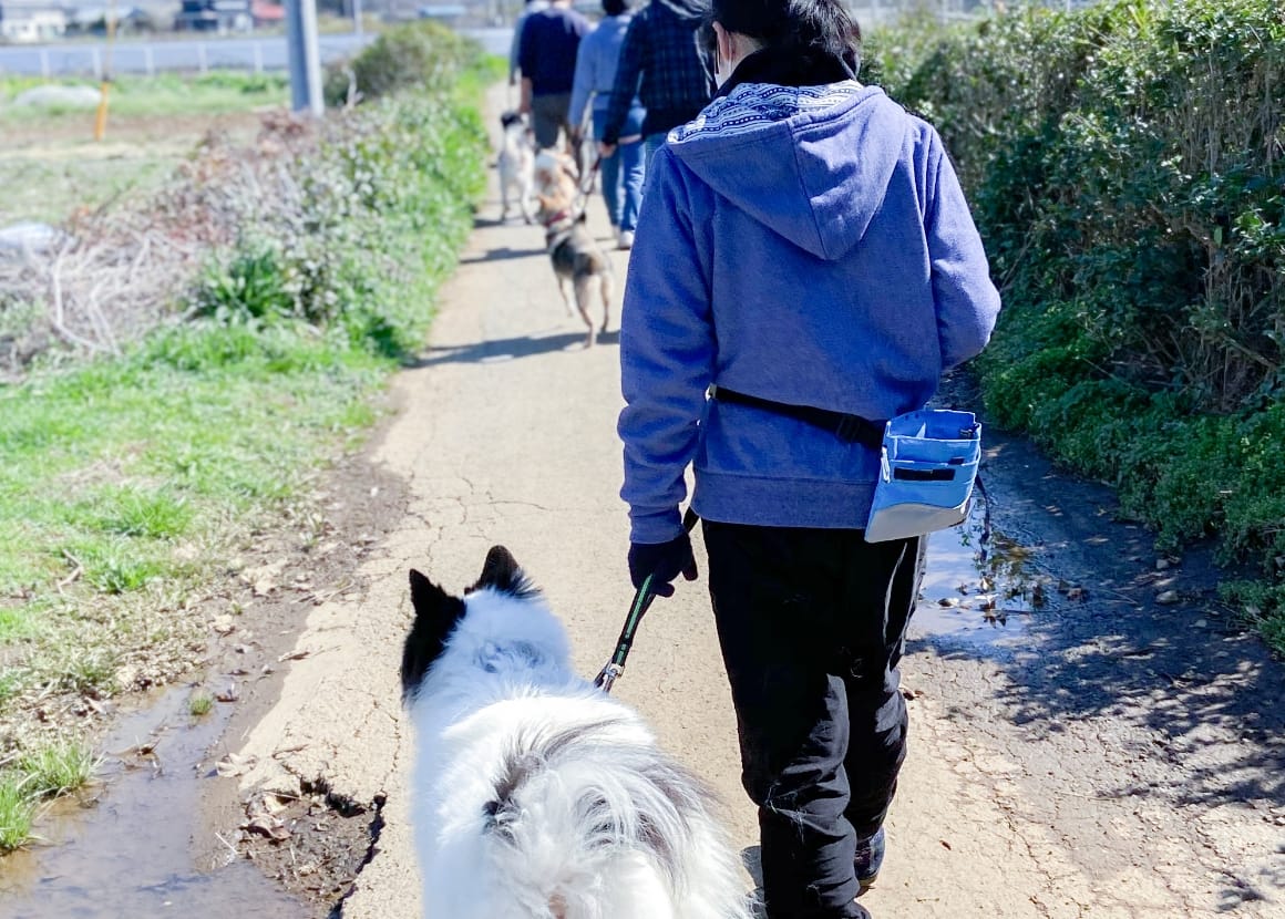 ドッグシェルター｜認定NPO法人 キドックス
