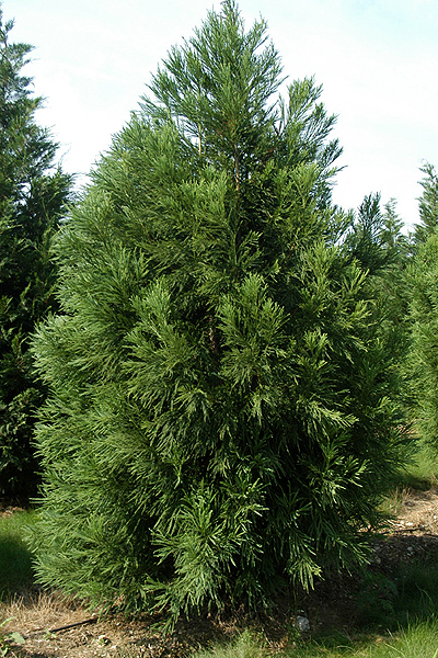 Cryptomeria japonica 'Yoshino' - Kiefer Nursery: Trees, Shrubs