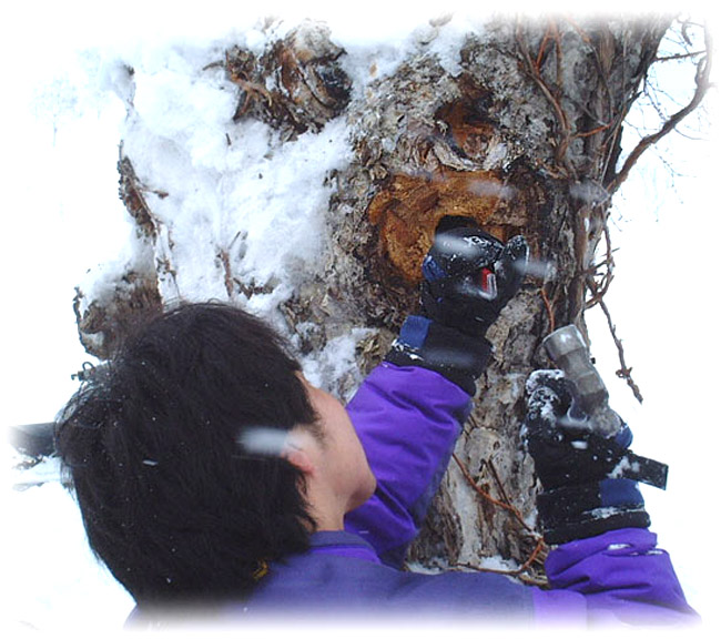 カバノアナタケ茶 塊(原体)300g | 吉粋(きっすい) 北海道から全国へ