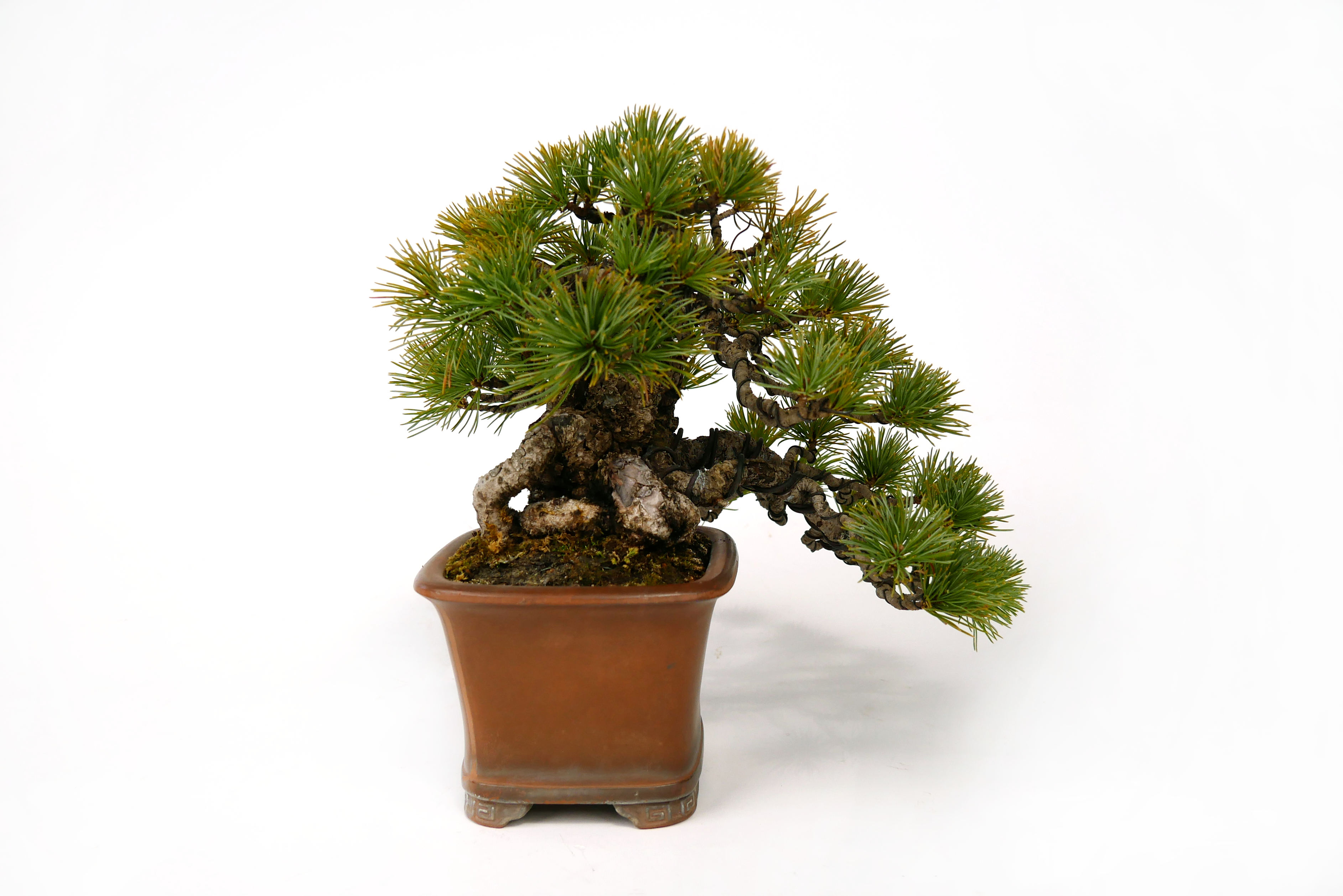 2501-3702 | 北関東盆栽組合