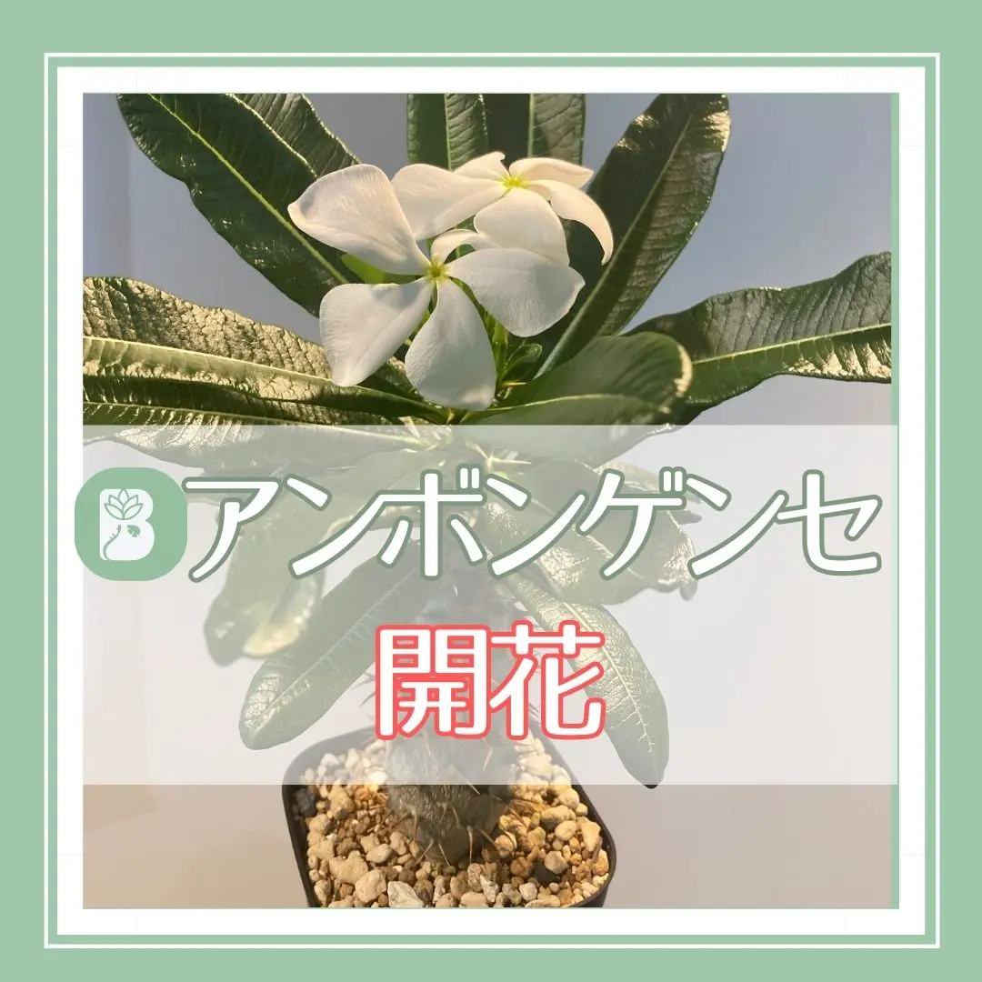 111 アンボンゲンセの花が咲いたよ | ぼたらいふ