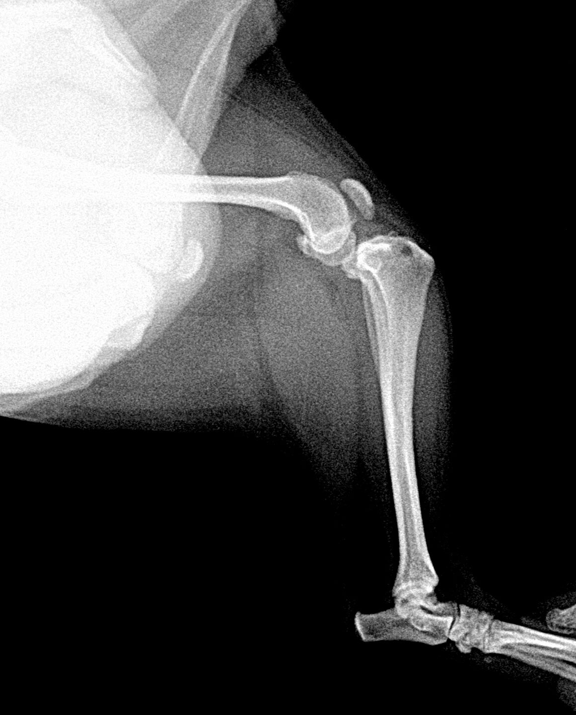 犬の前十字靭帯断裂ー整復手術|犬猫の治療ならkonomi動物病院