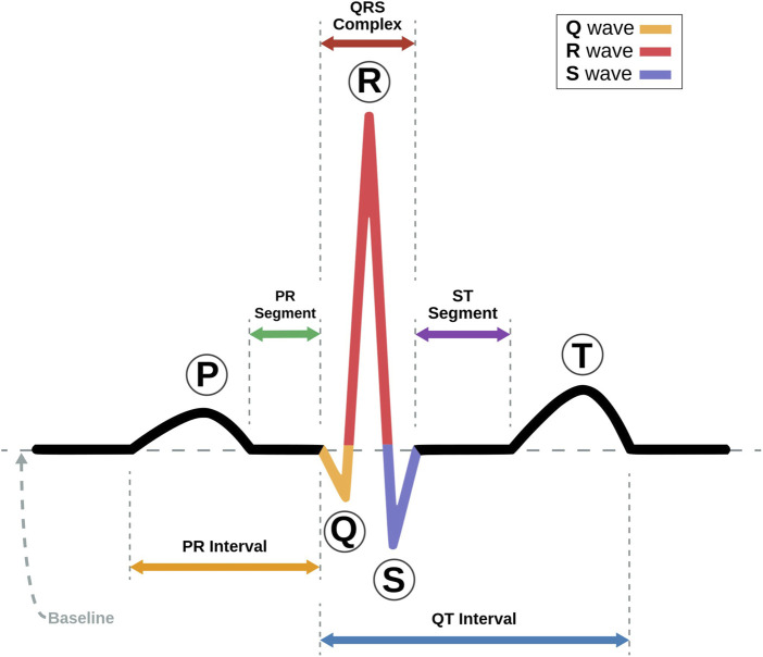 心電図検査（心電図 / Electrocardiography / ECG または EKG） - 神戸