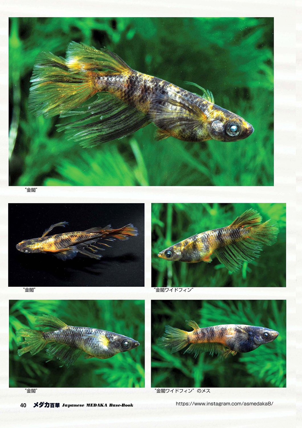 メダカ百華 Vol.20 - 桜めだか