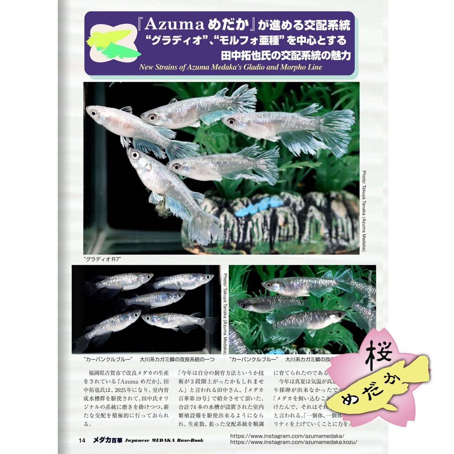 メダカ百華 Vol.20.5（e-bookダウンロード版） - 桜めだか