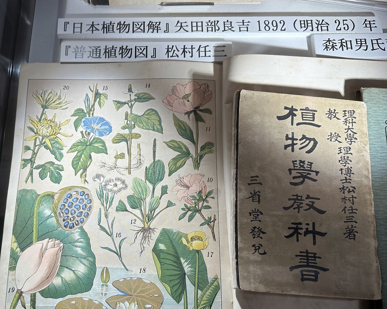 神戸市灘区】NHK朝ドラ「らんまん」で、印刷しようとしている『植物