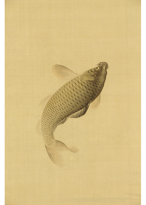 中島来章 水草鯉 | 古美術瀬戸
