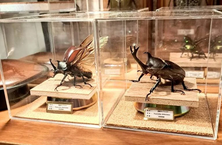 昆虫標本 コスタリカ産 2種セット