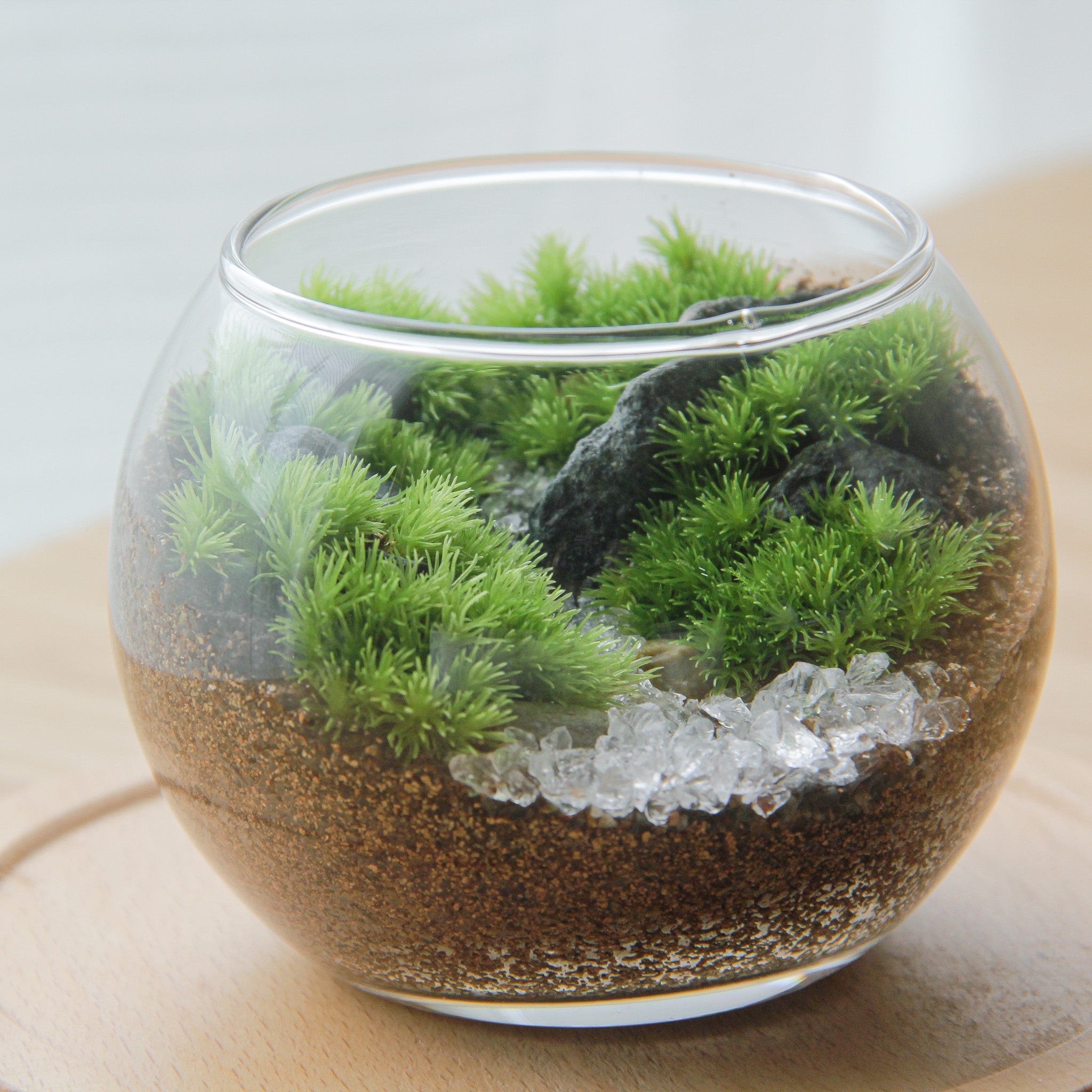 苔テラリウム – 苔むすび