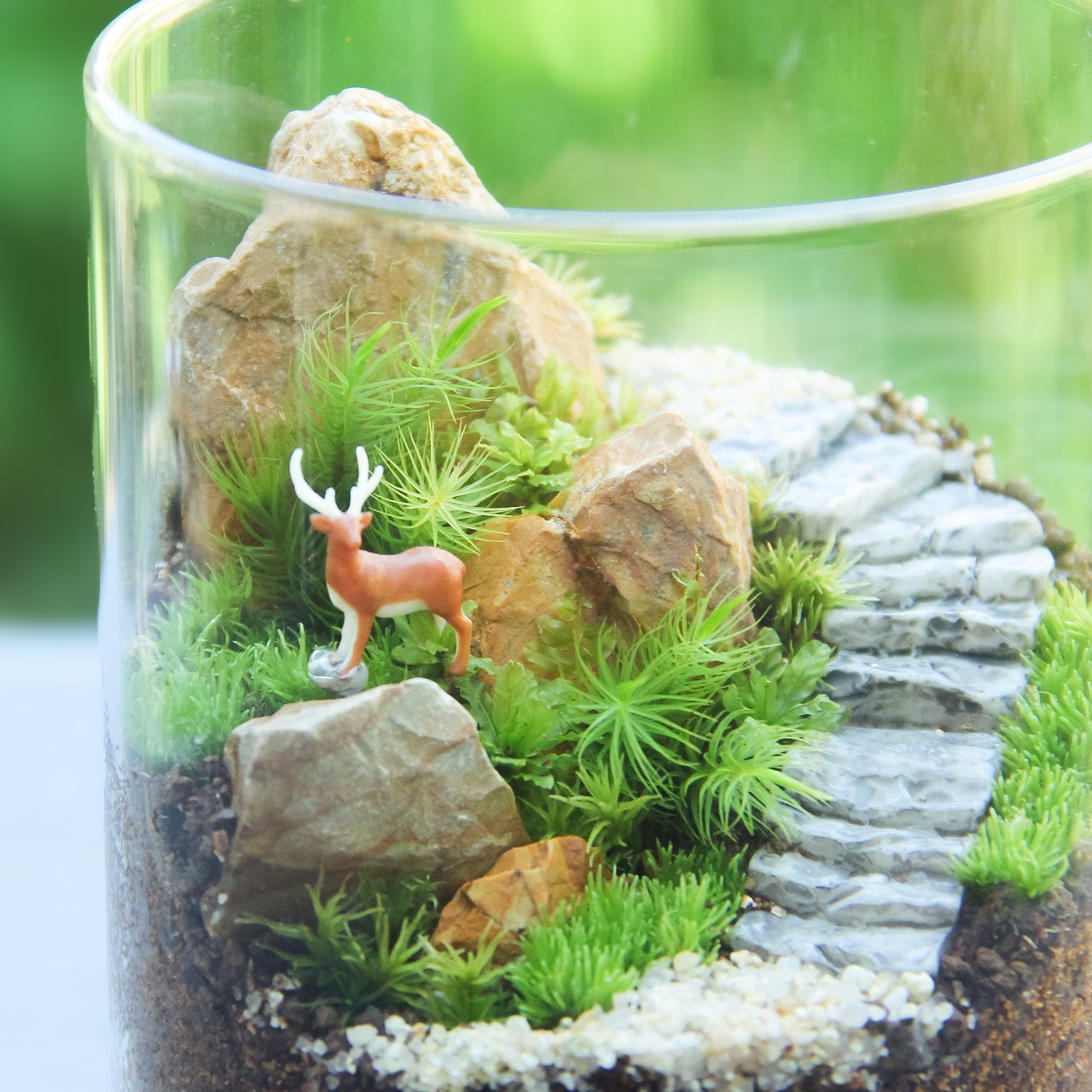 牡鹿_苔の箱庭 キャニスターL《苔テラリウム・コケリウム》 – 苔むすび