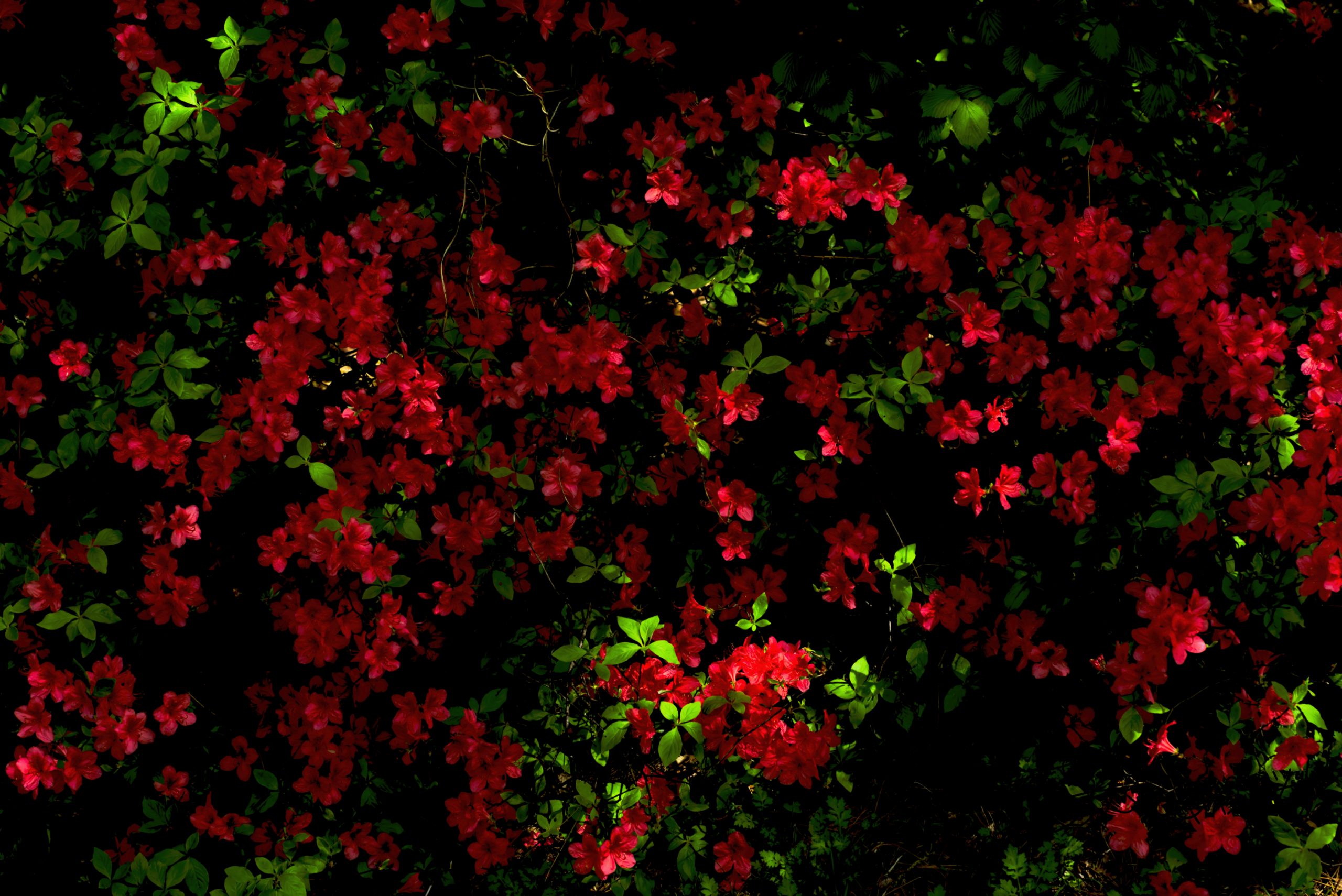 Kyocera af 60mm macro f2.8は写り以外は嫌いなレンズ - 郡山めだか