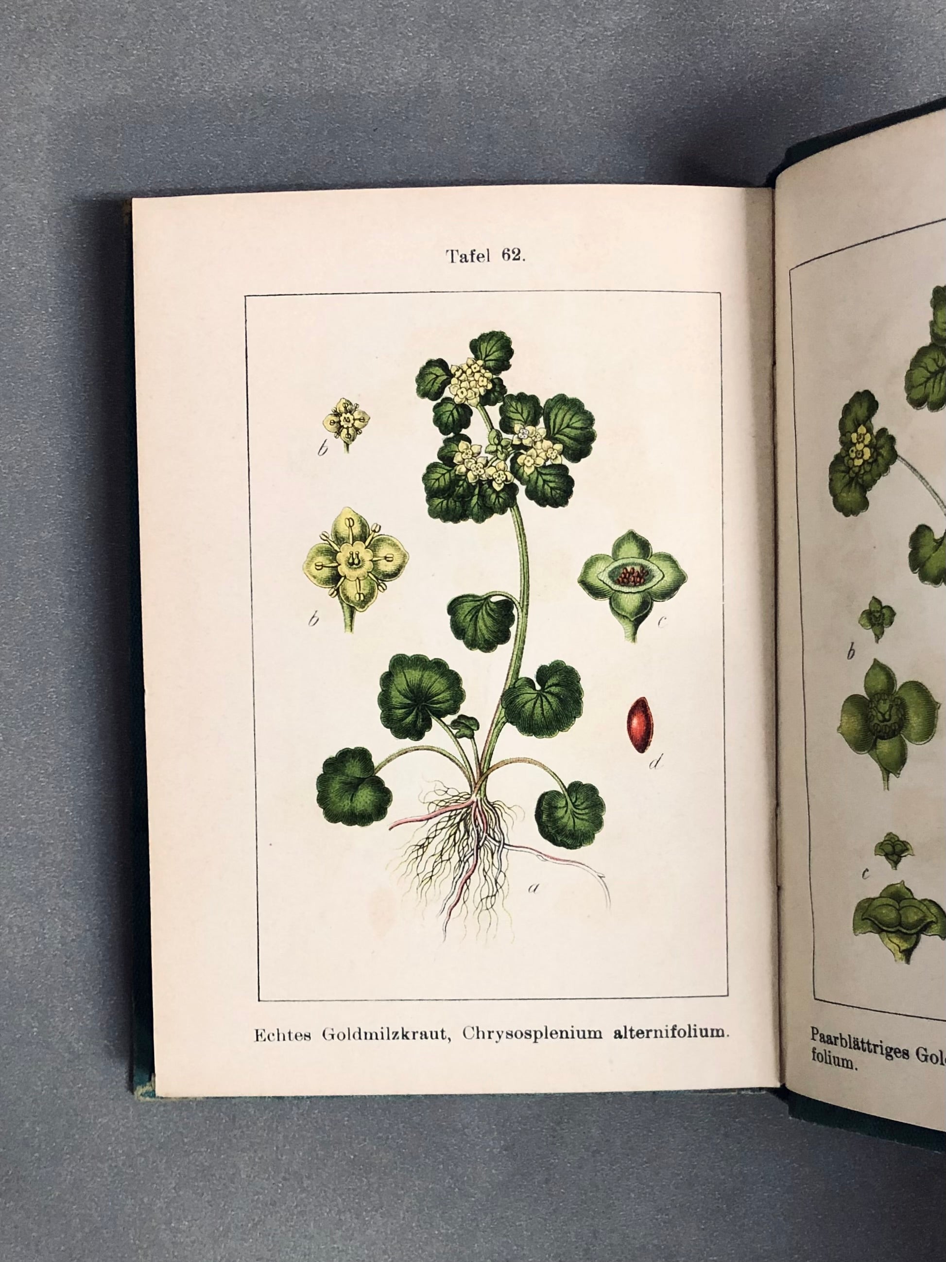 J.Strum s Flora von Deutchland ドイツのポケット植物図鑑 洋書 【林