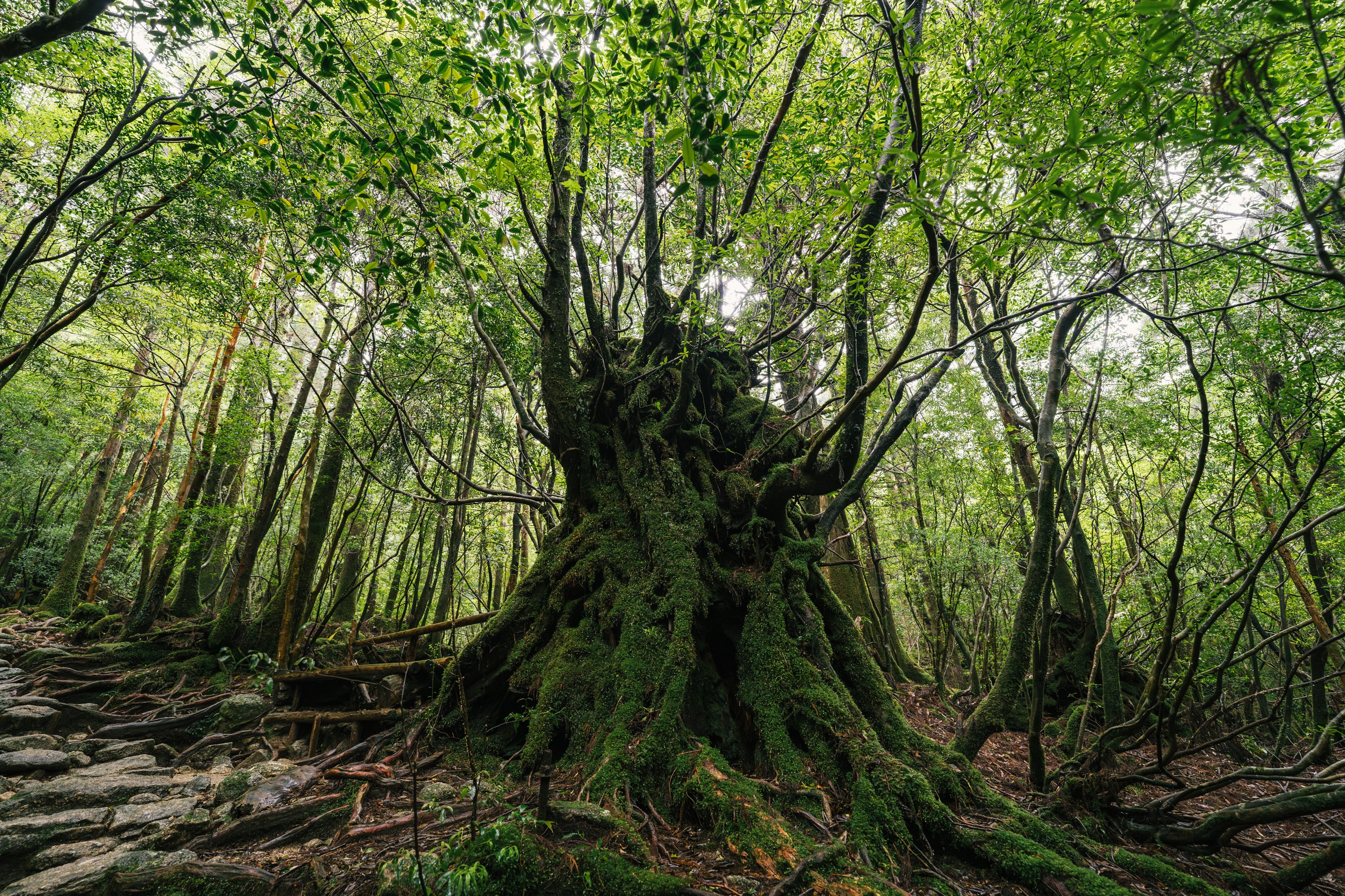 9KOS Room Spray | Yakushima Forest from Yakushima, Kagoshima