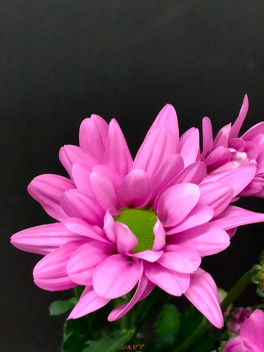 KOTA Photo SPキク ピンク | 九州大田花き