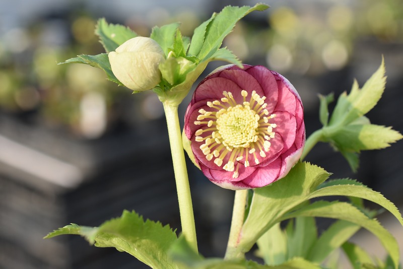 クリスマスローズ